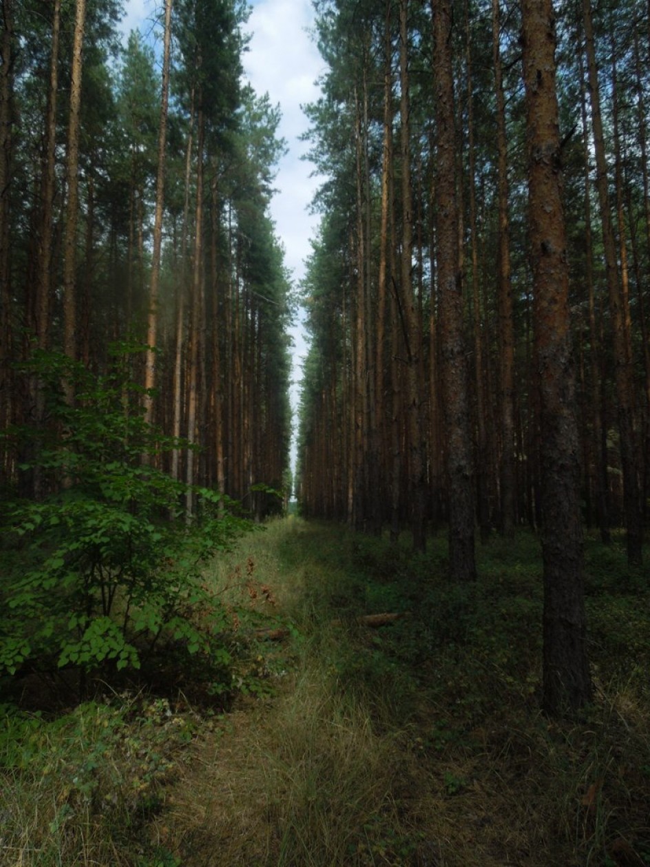Сосновый лес