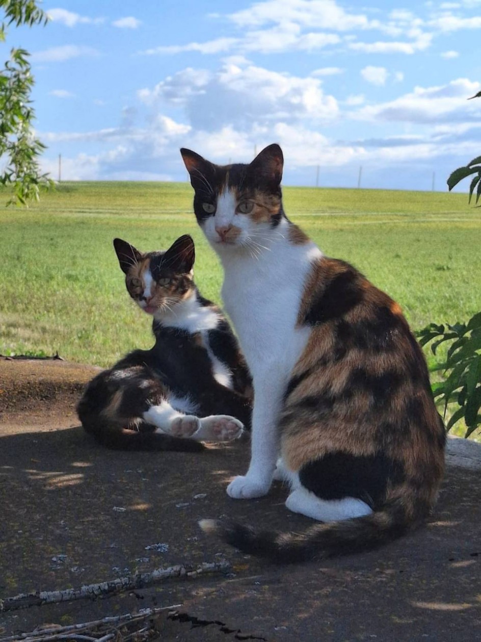 Деревенские кошки.