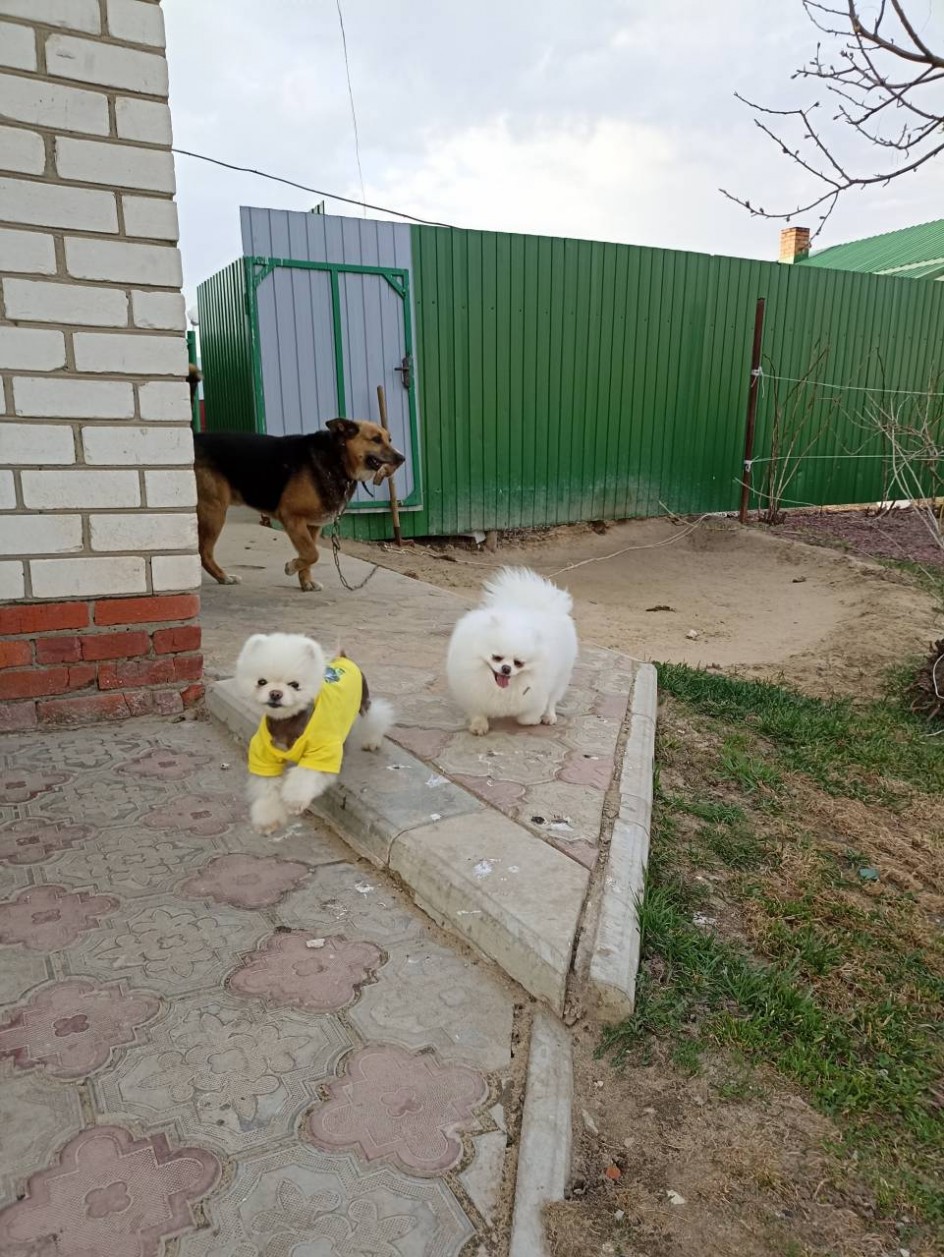 Три весёлых друга
