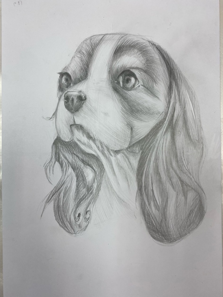 Леди