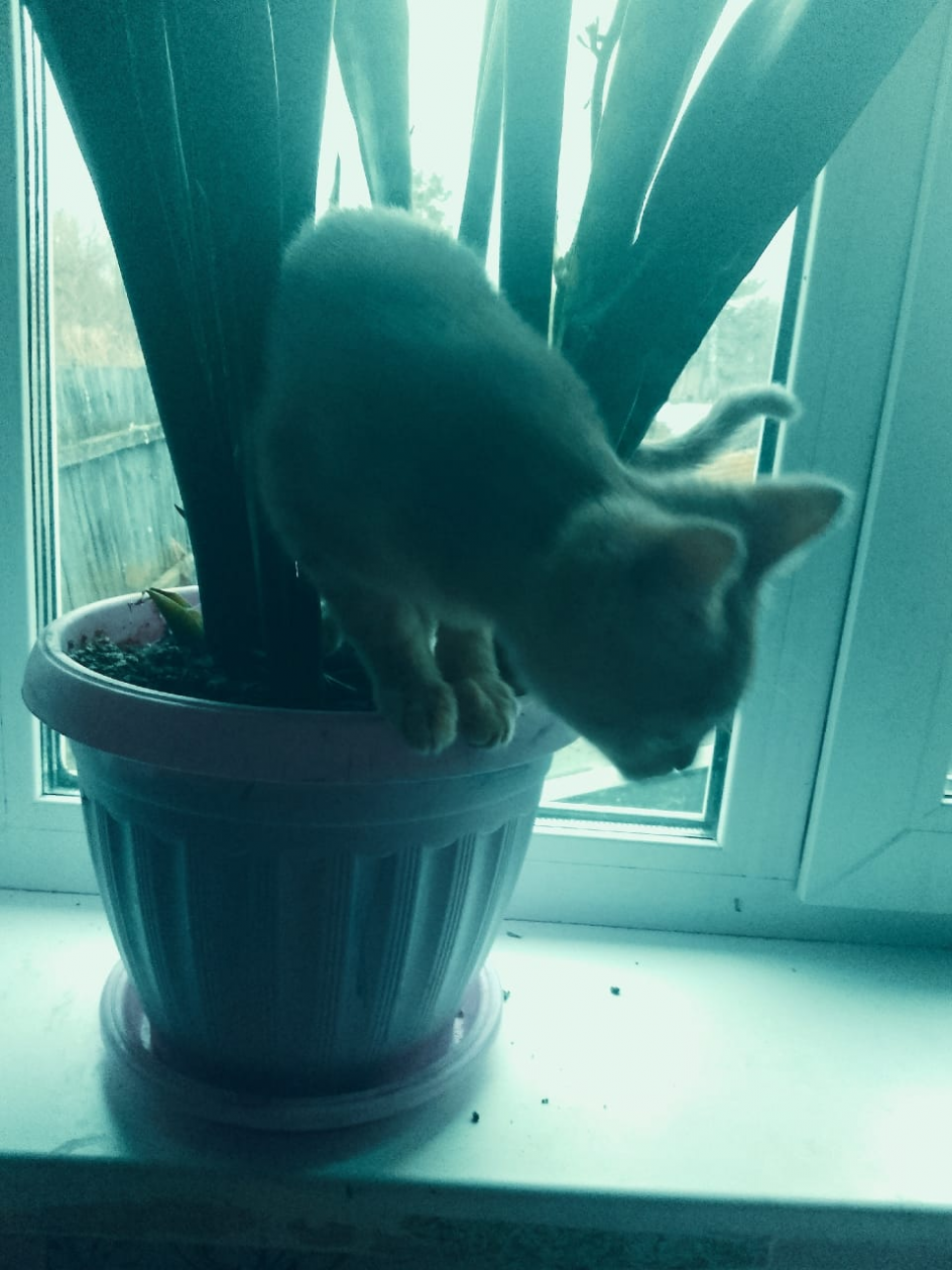 Кот Симба в джунглях