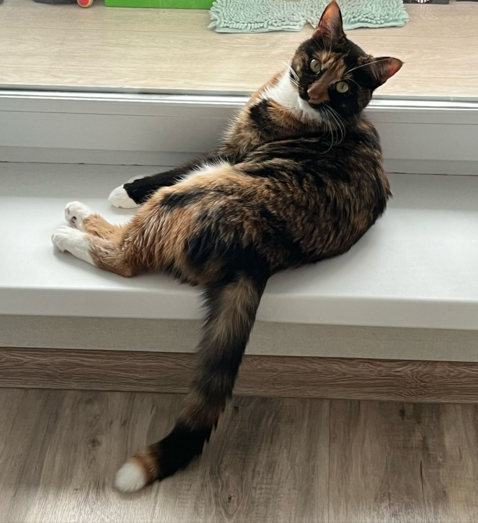 Кот Василий