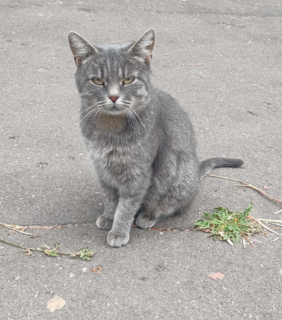 Кошка Дымка