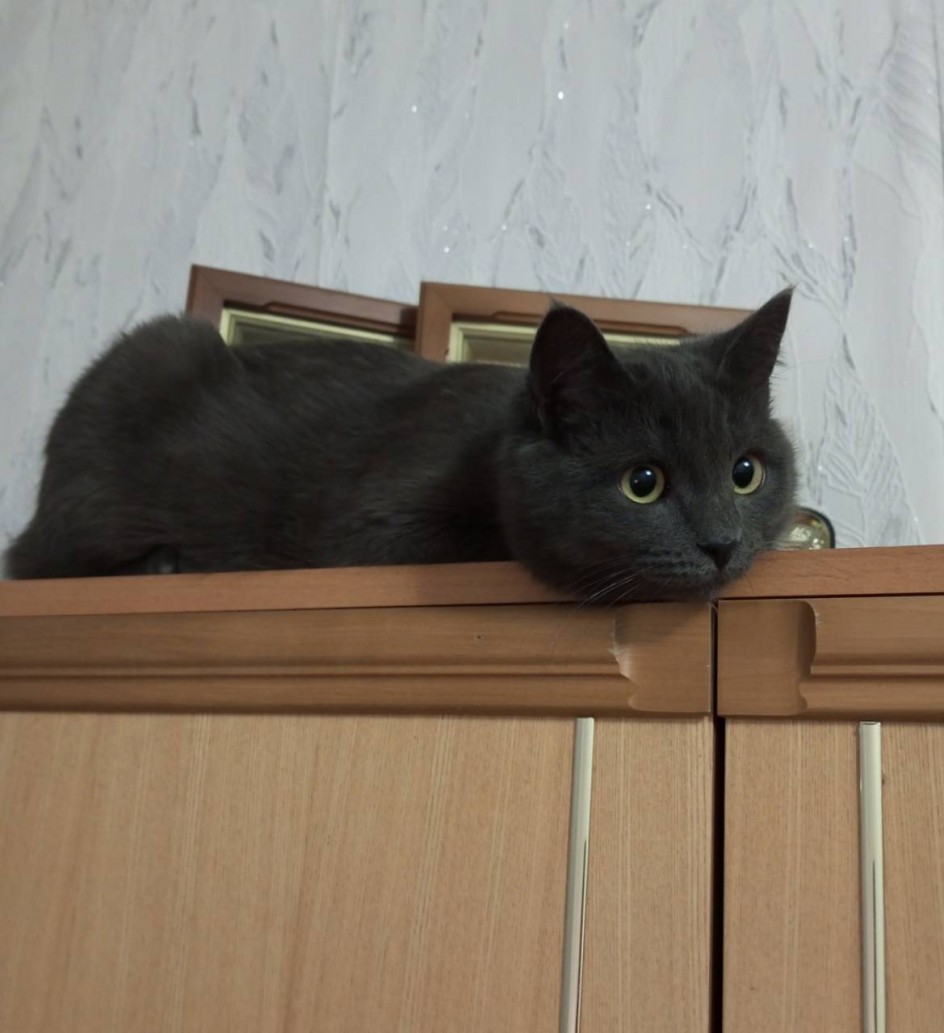 Любимое место отдыха кошки Лизы