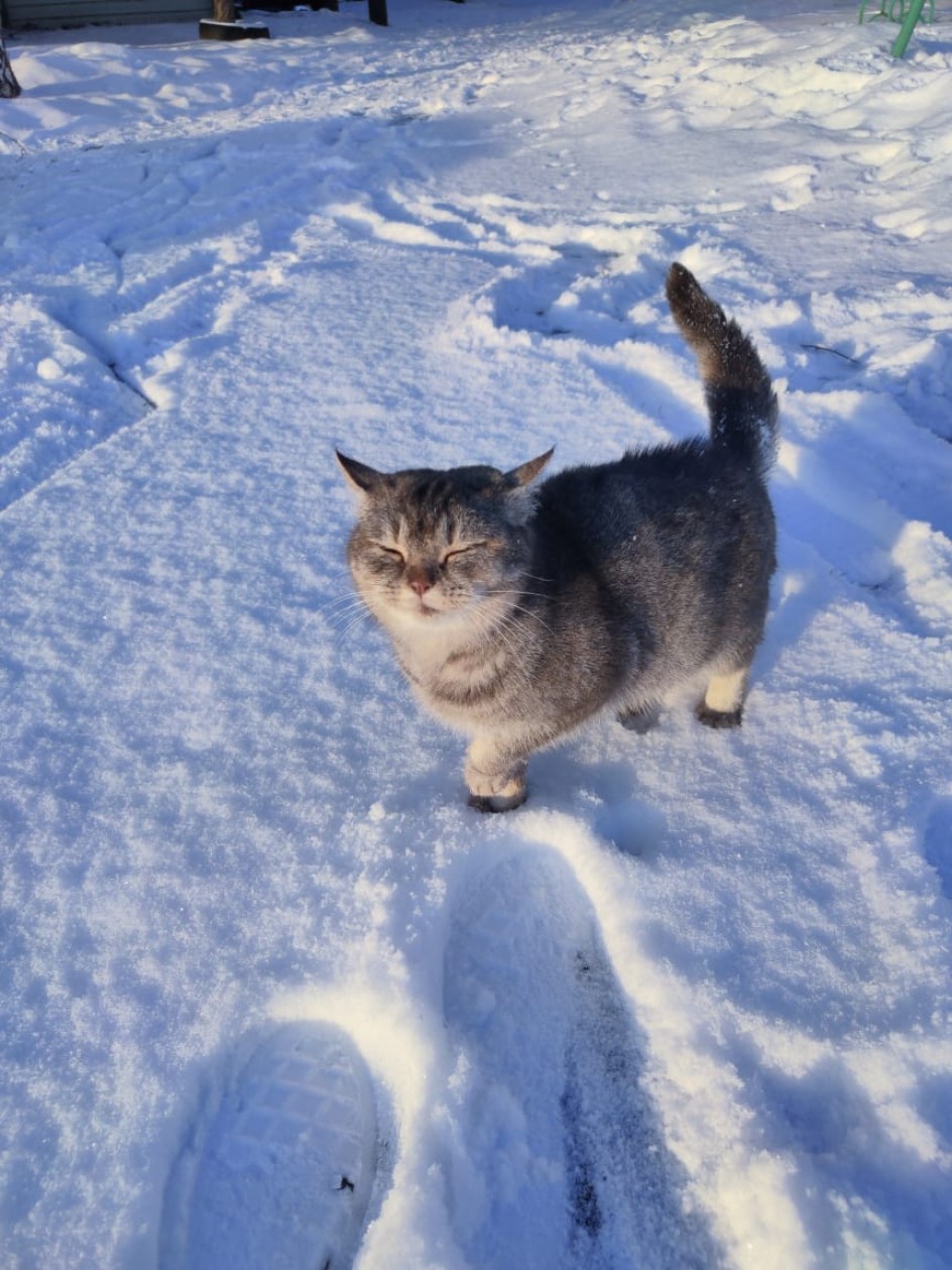 Январское солнце
