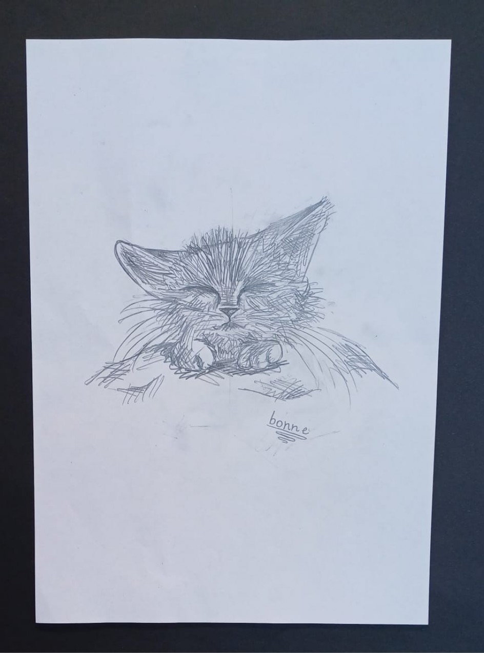 Котик