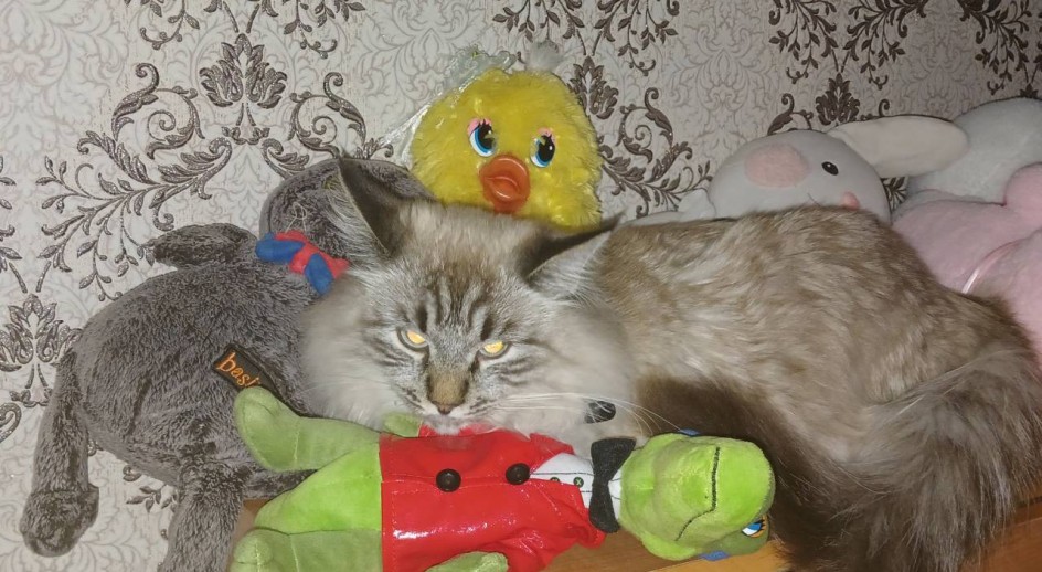 Когда притворился игрушкой, но тебя всё равно нашли