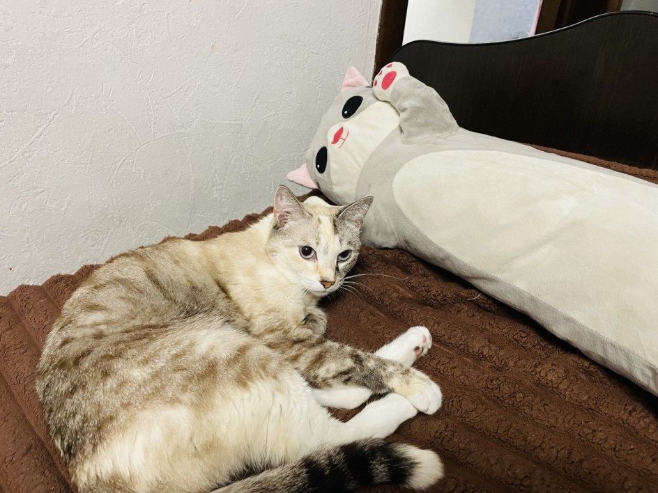 Хитрая кошечка