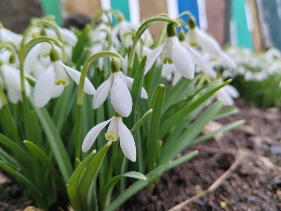 Разведчики весны