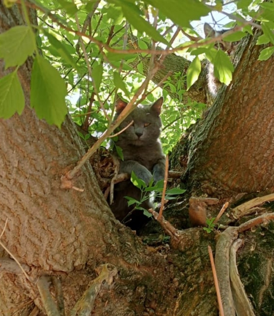 Кошки