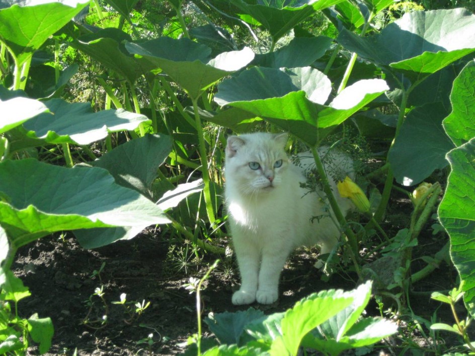 Фотоснимок кошки