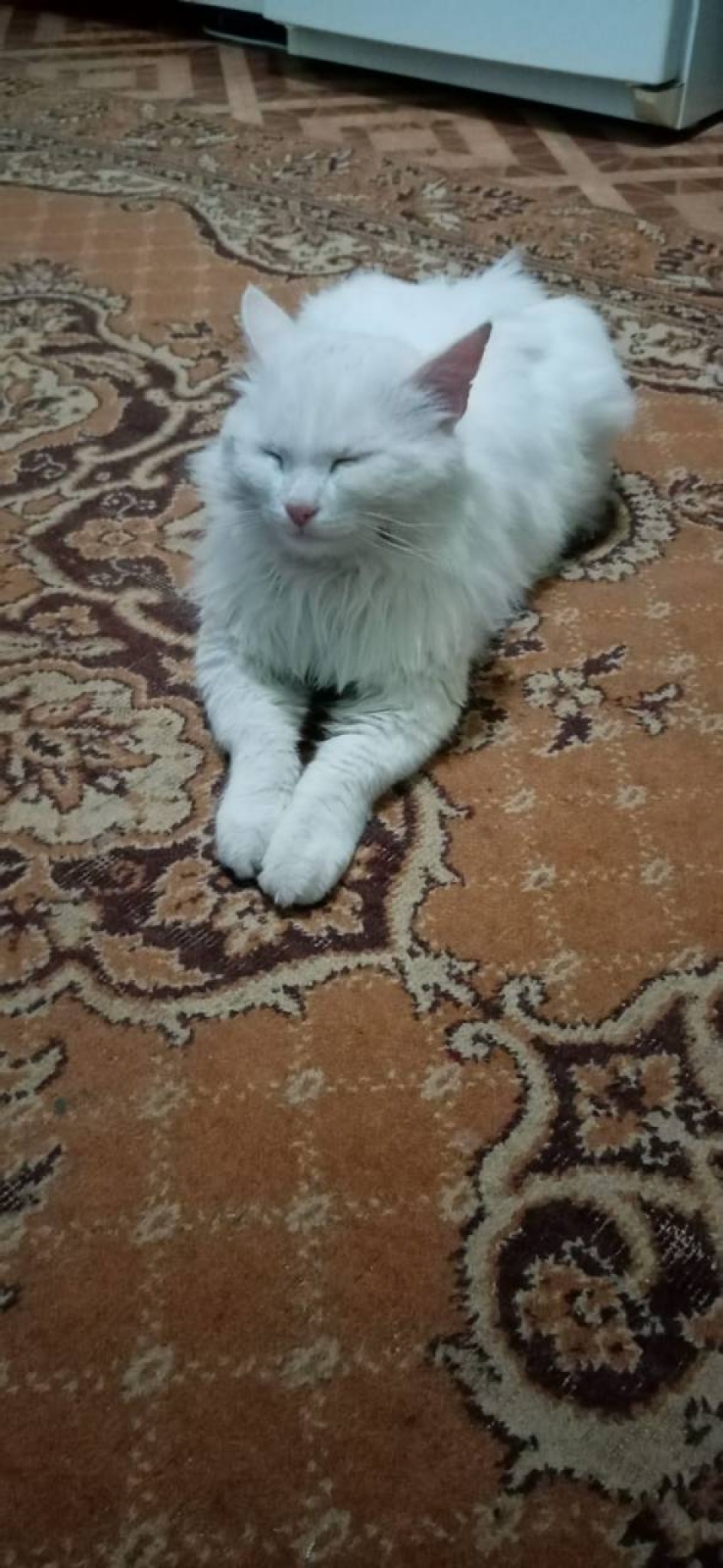 Кот Тимошка на обеденной фиесте