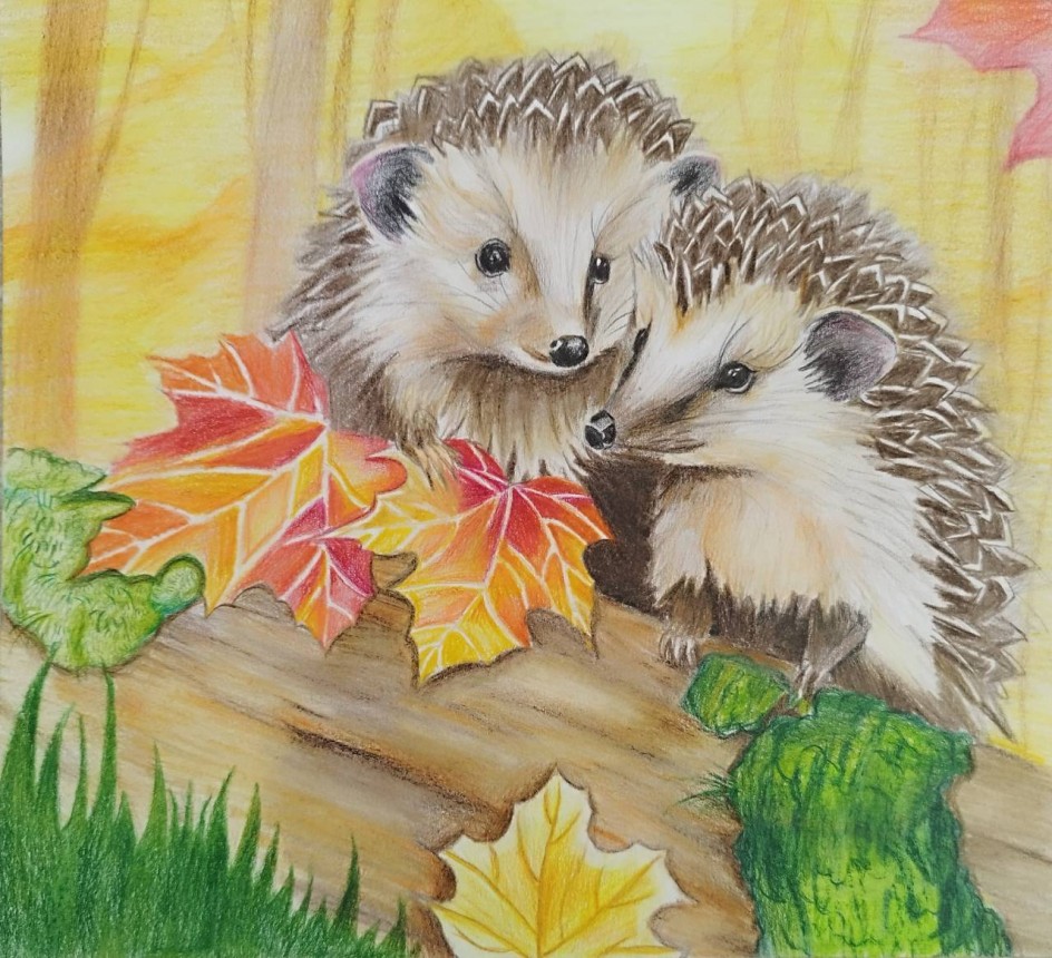 "Ёжики"