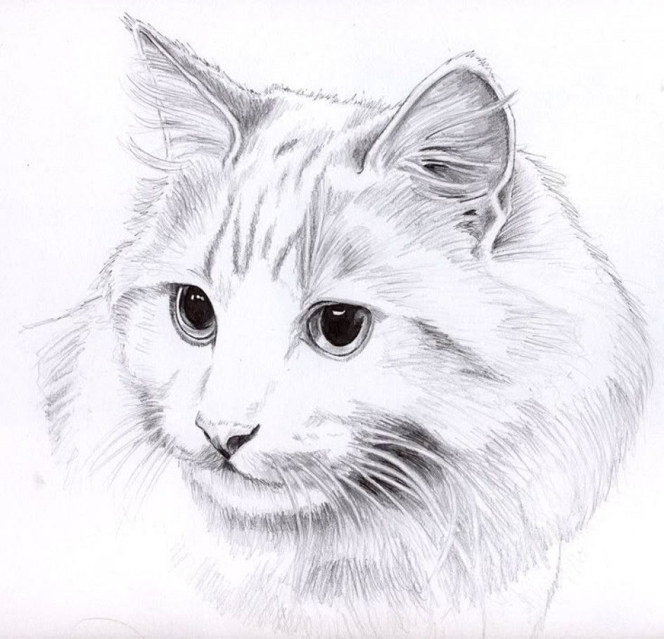 "Милый кот"