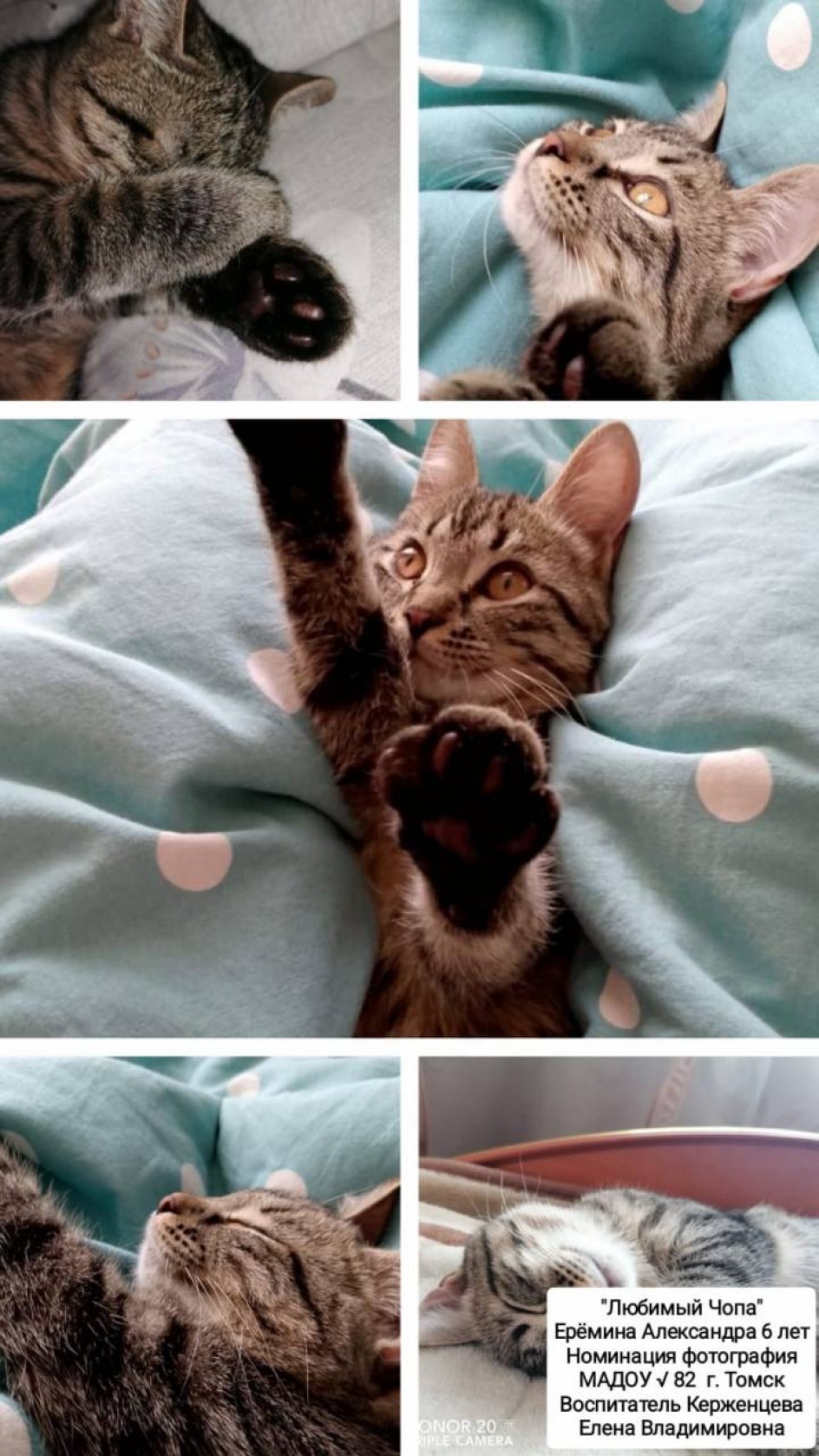 Кот "Чопа"