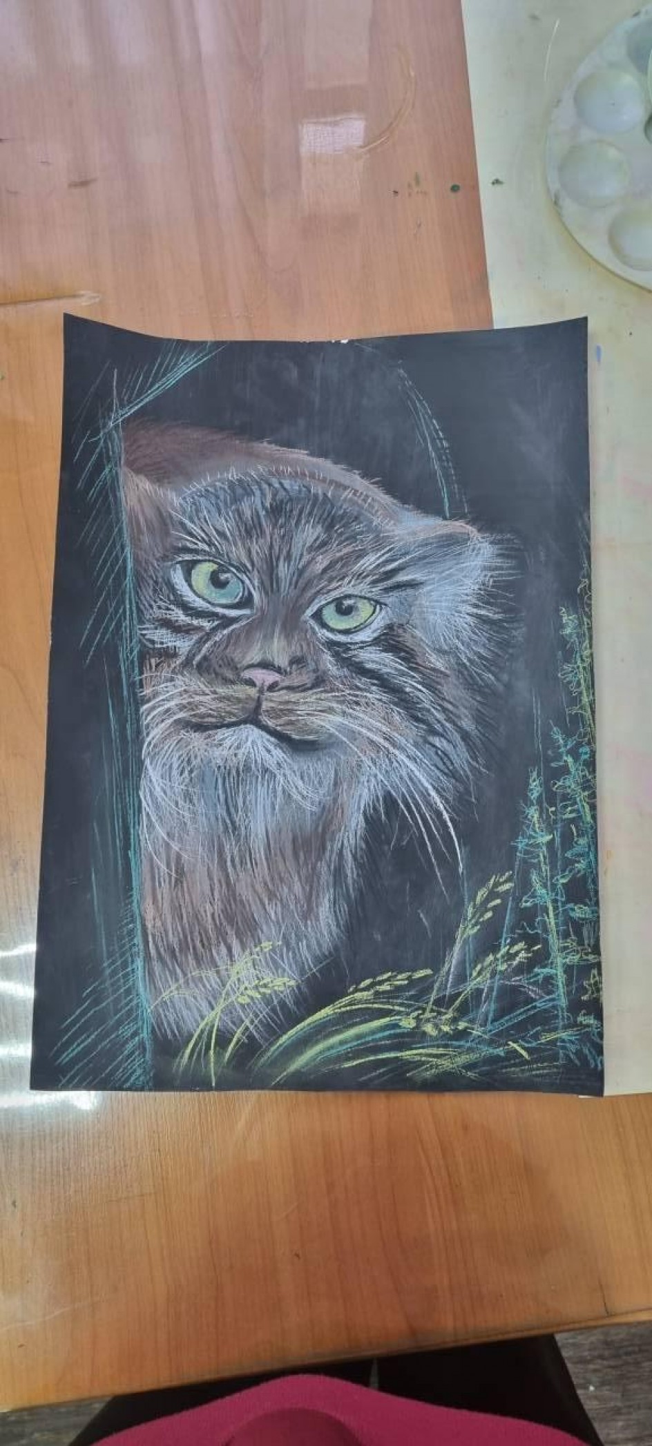 Кот Манул