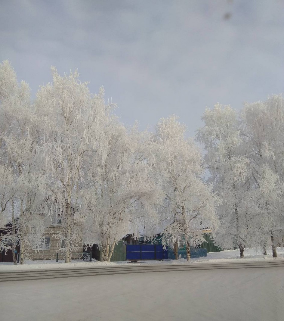 Белая береза