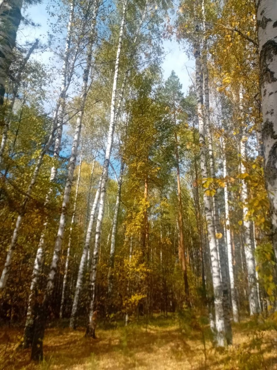 "Березы осенью"