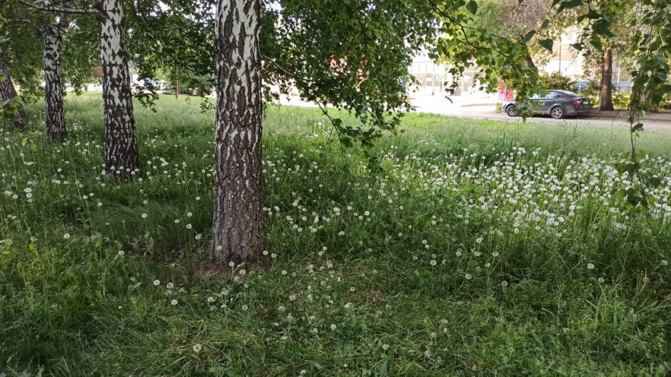 Весна. Одуванчики.