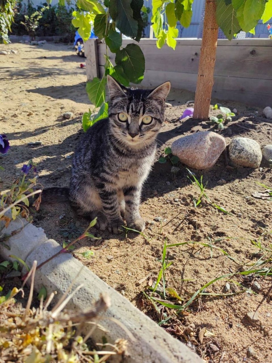 Мой любимый котик