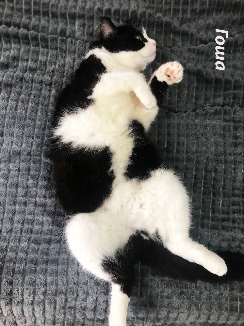 Мой любимый кот - Гоша