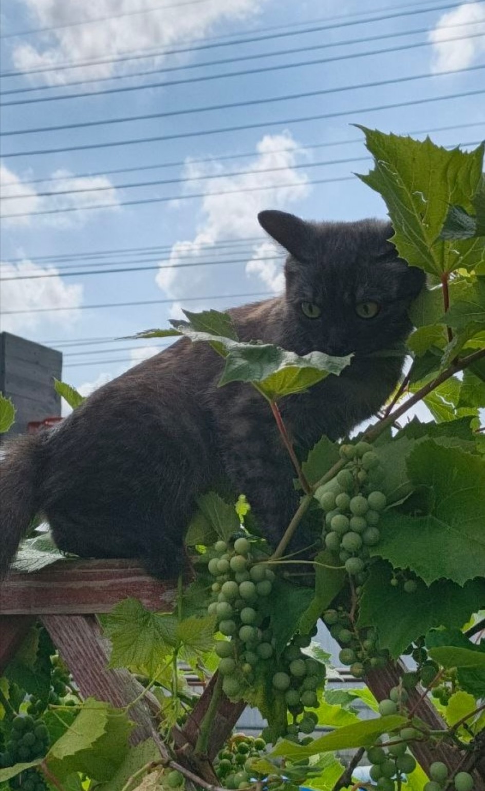 Кошачий интерес