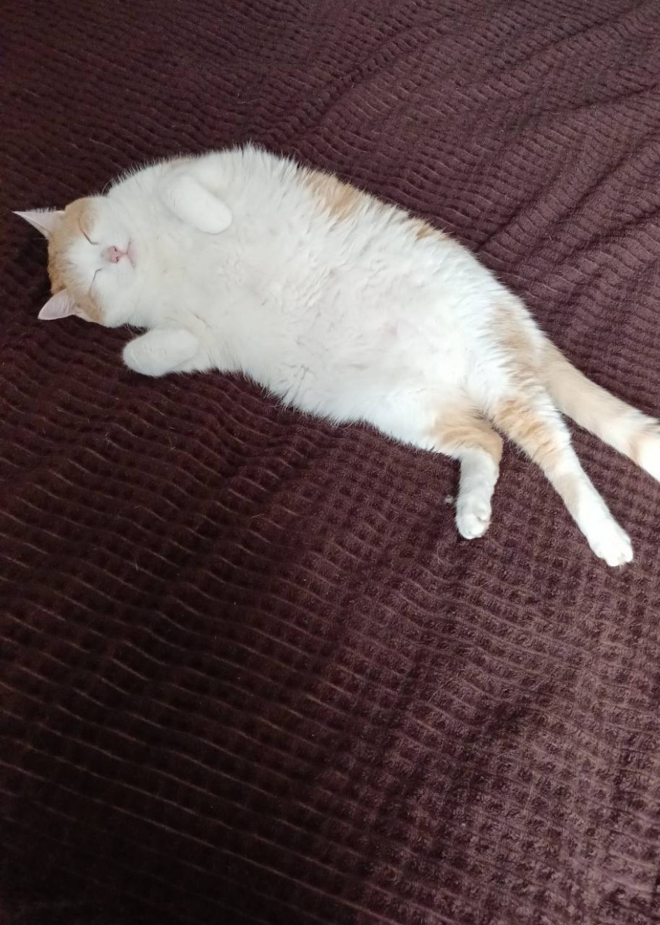 Мой котик