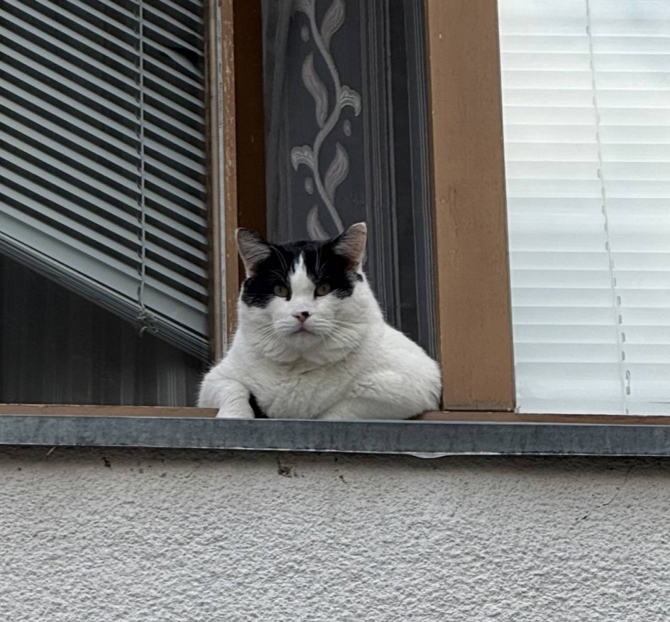 Ленивый кот