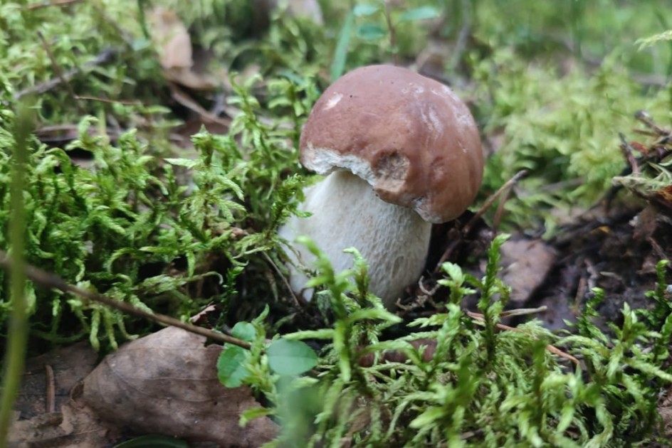 Мой белый гриб