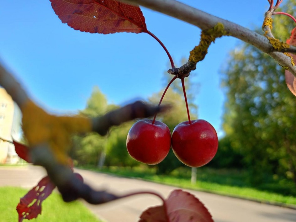 Осенняя палитра