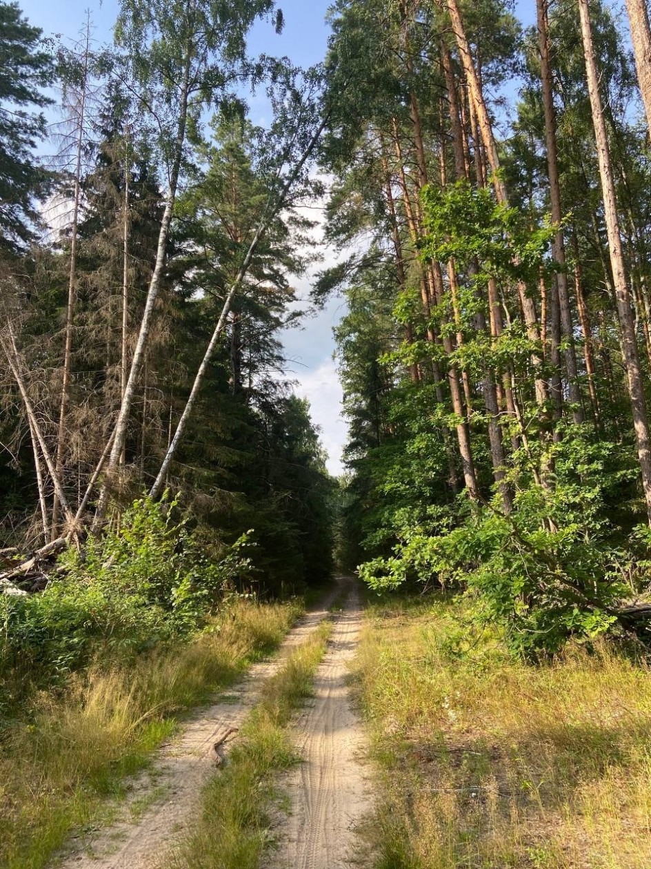 Таинственный лес