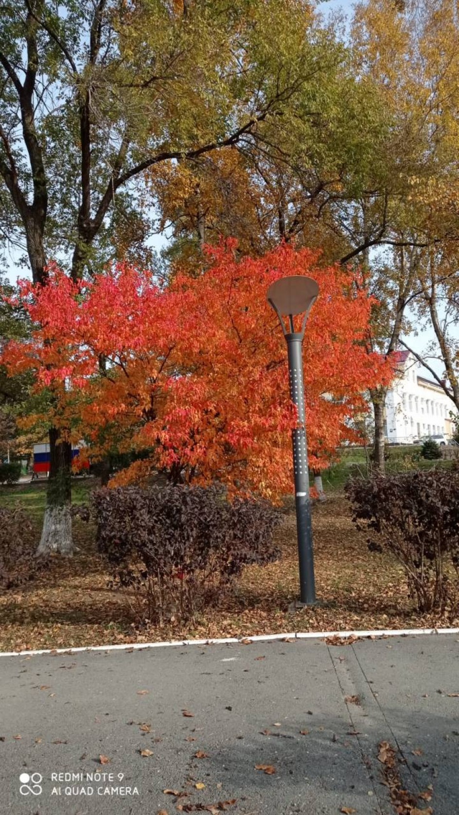 Клён как огонёк!