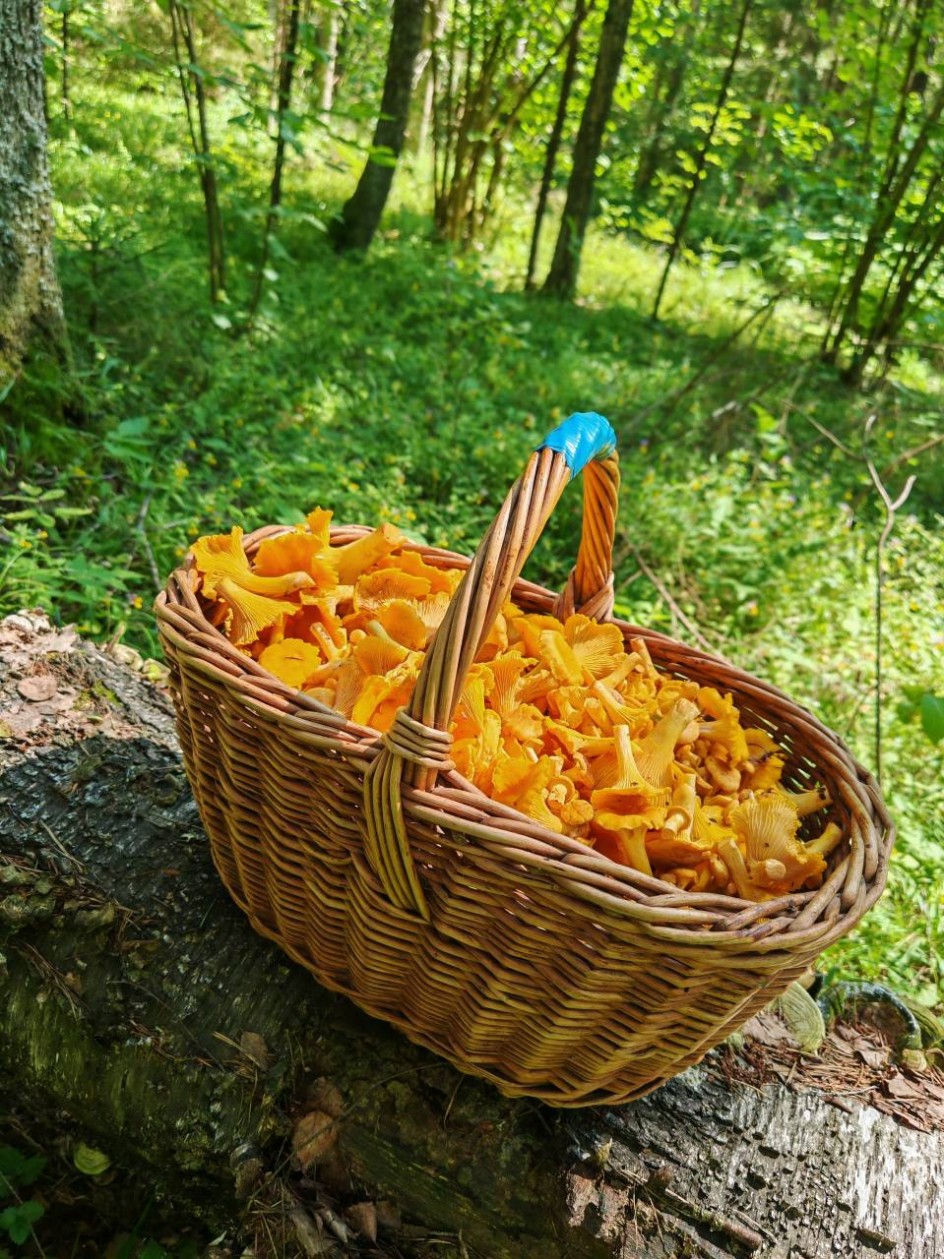 Корзинка с грибами