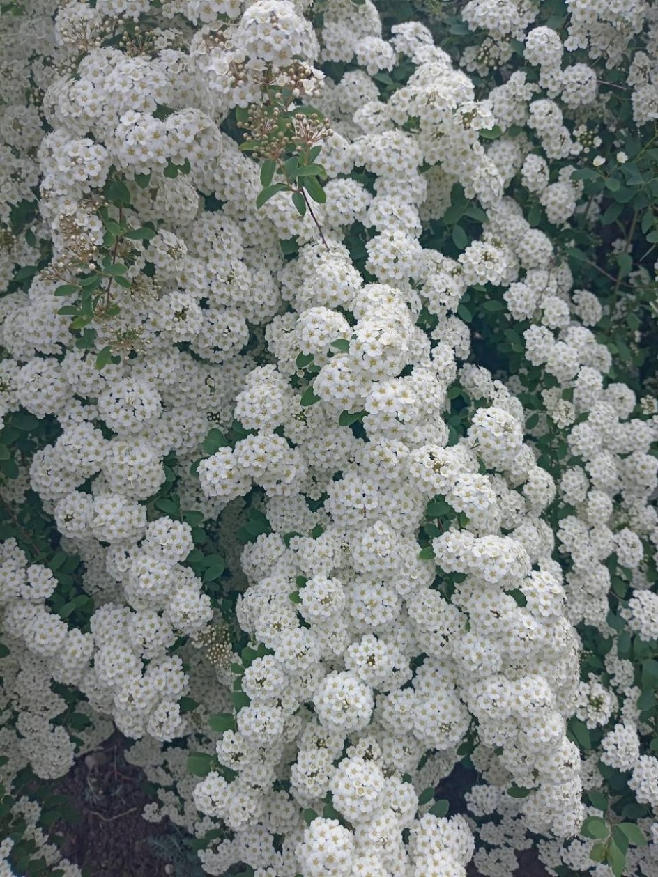 Невеста