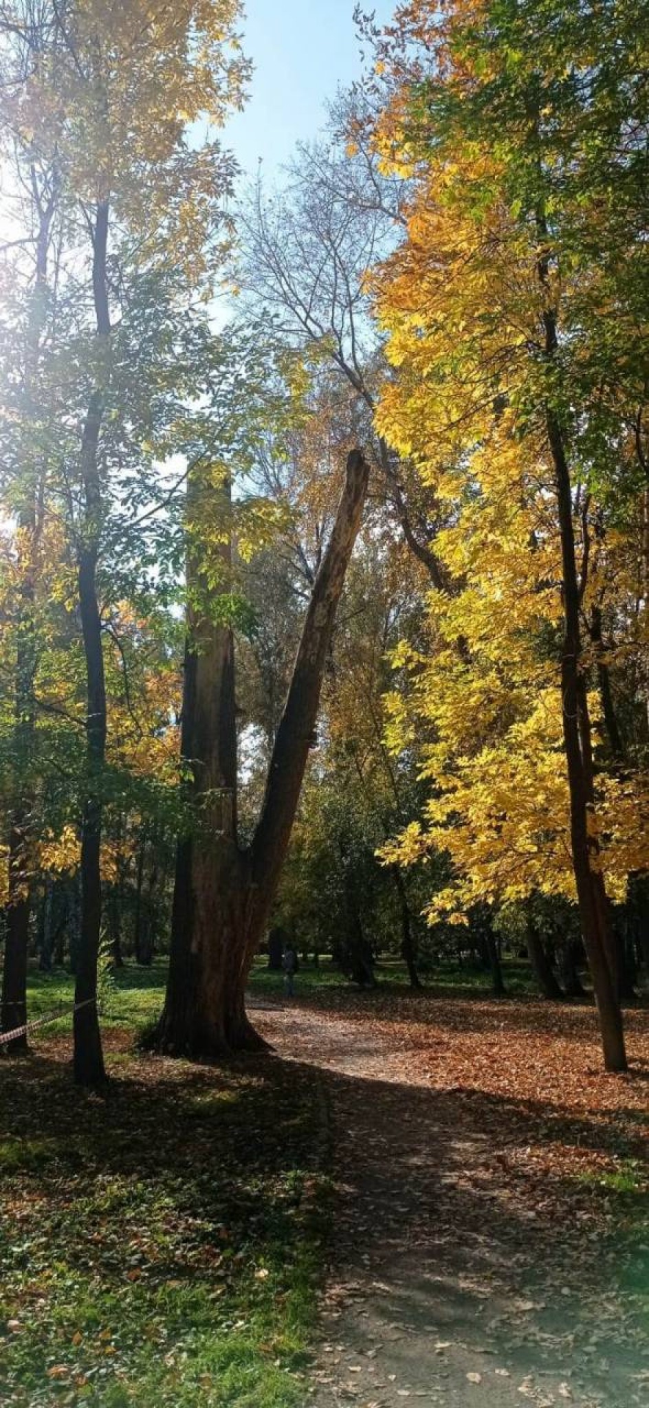Осень в Березовой роще
