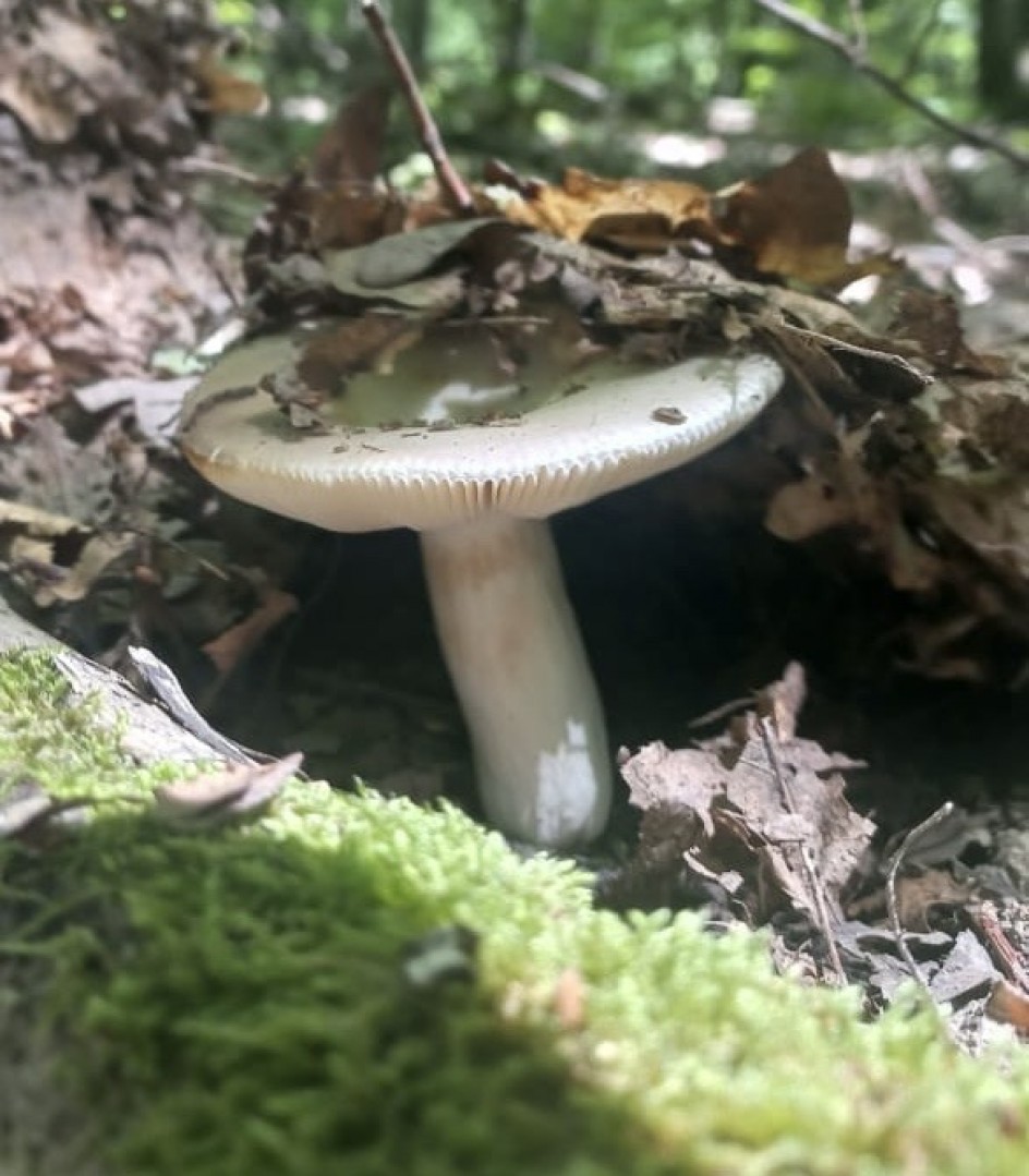 Осенний подарок