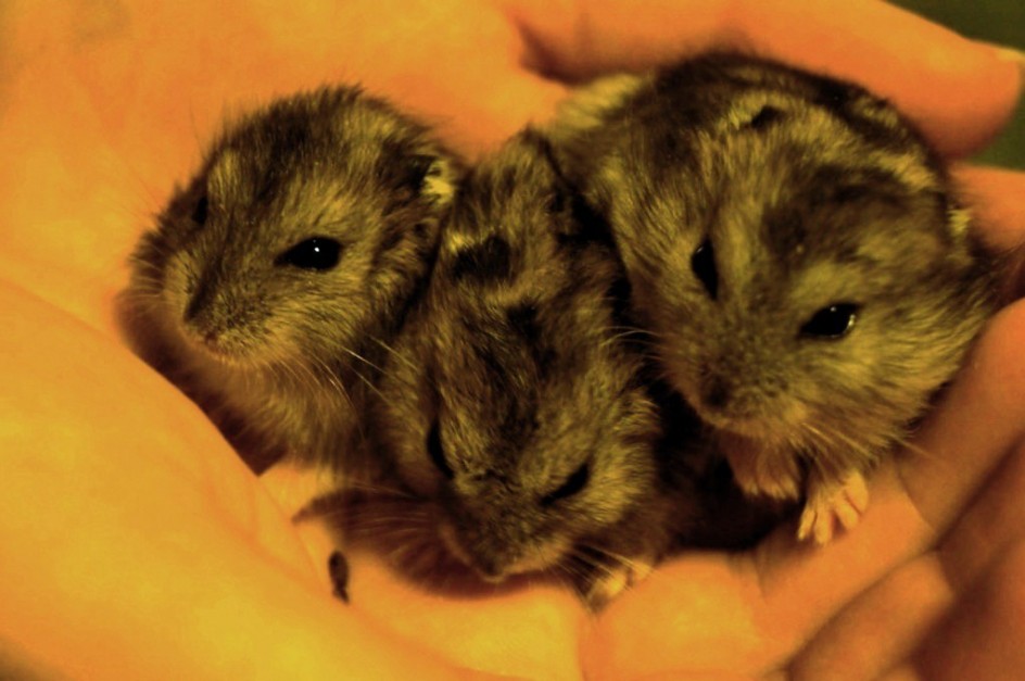 Милые пушистики