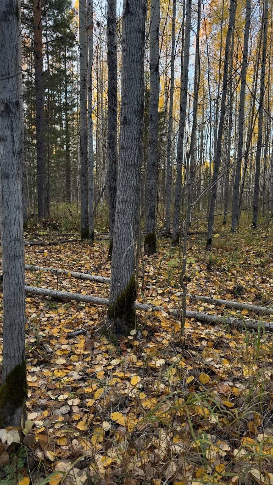 В объятиях осени