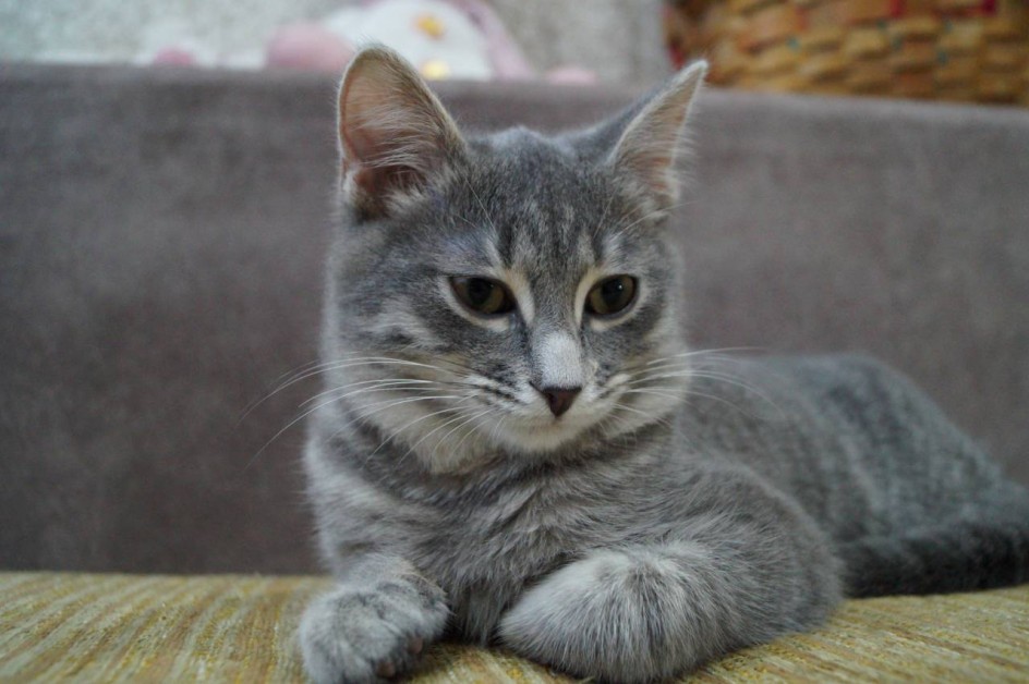 Любимый кот