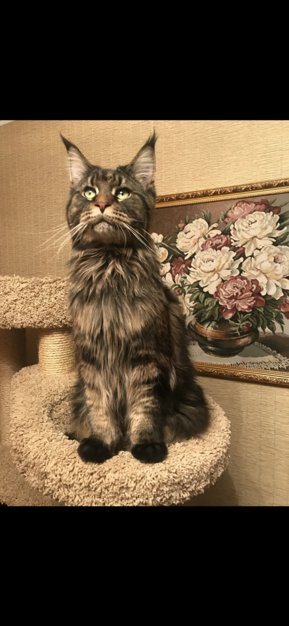 Наш большой котик