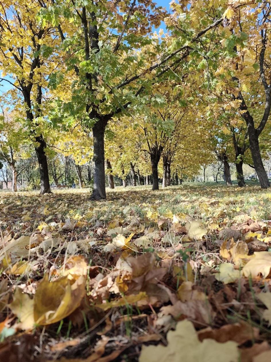 Осенний парк