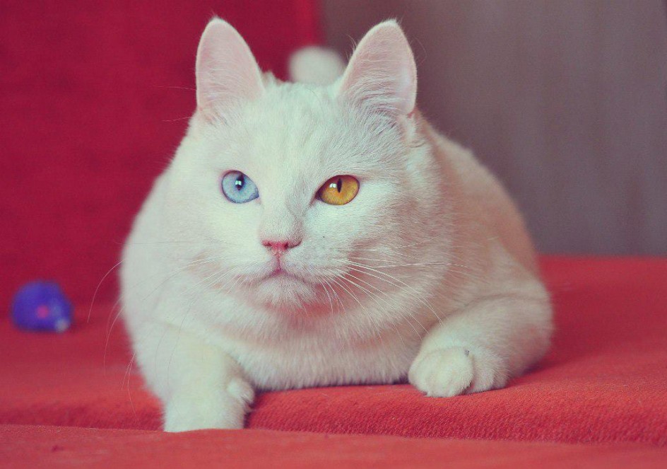 Мой любимый котик