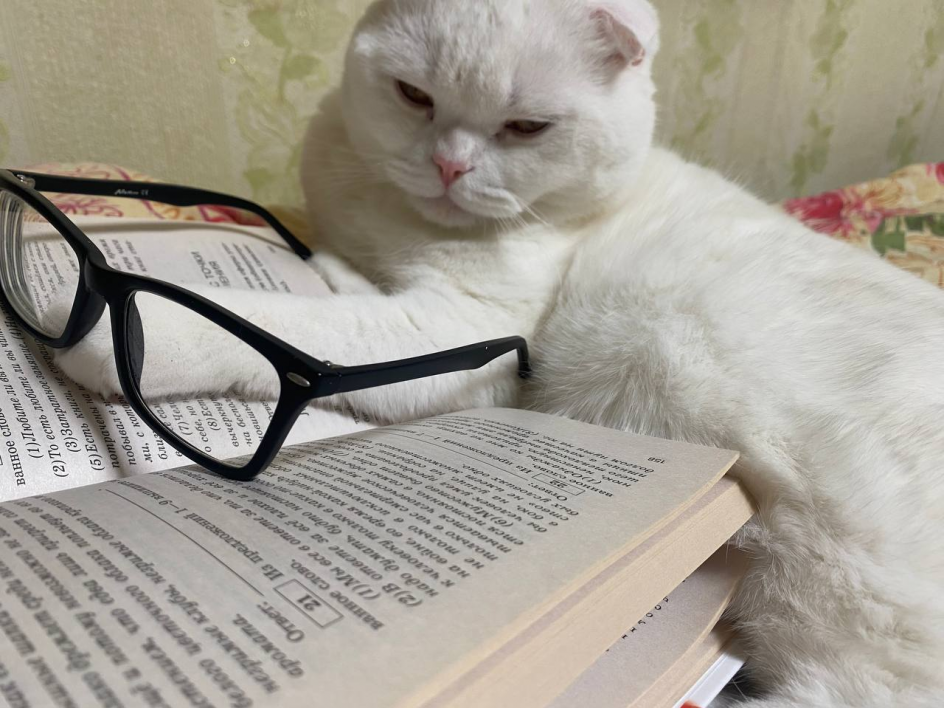 Мой любимый кот учёный