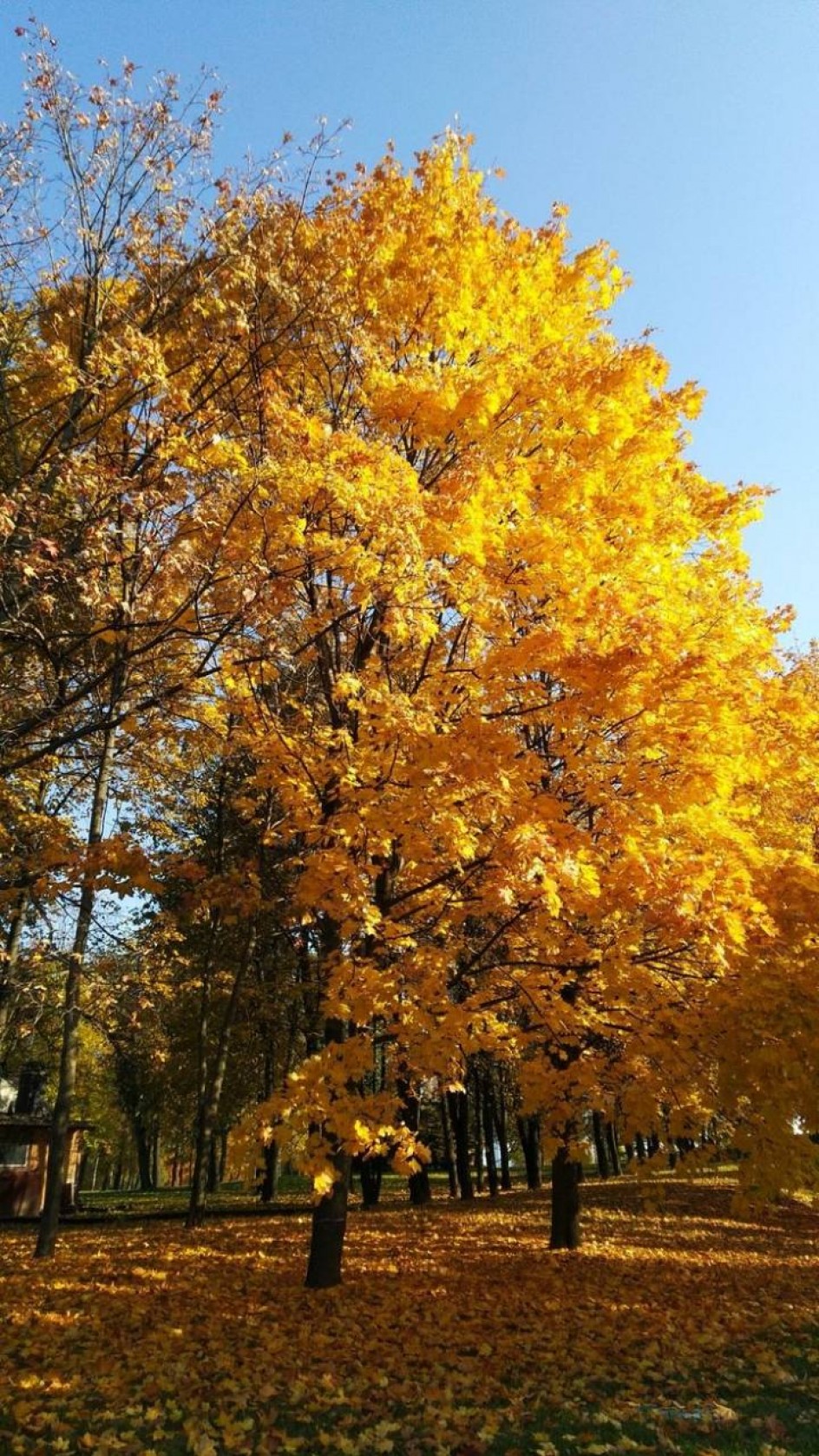 Золотая осень.