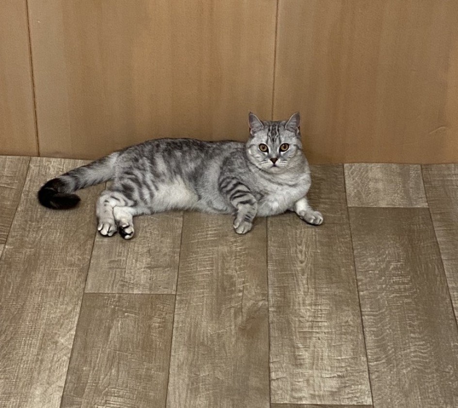 Любимая Джесси