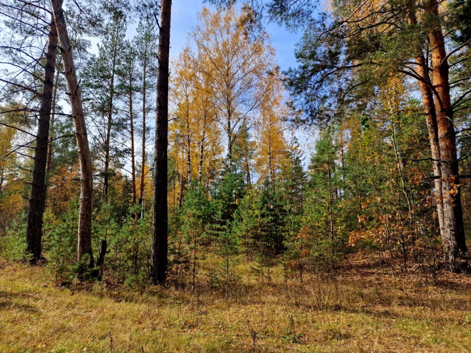 Осень в лесу