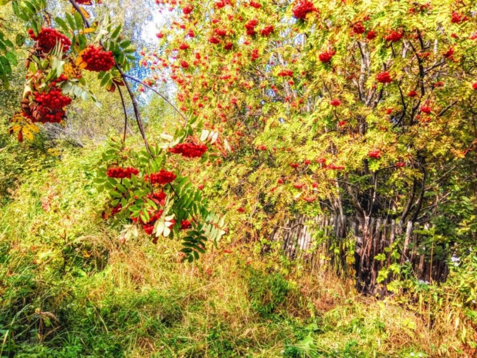 Ах, рябинушка!