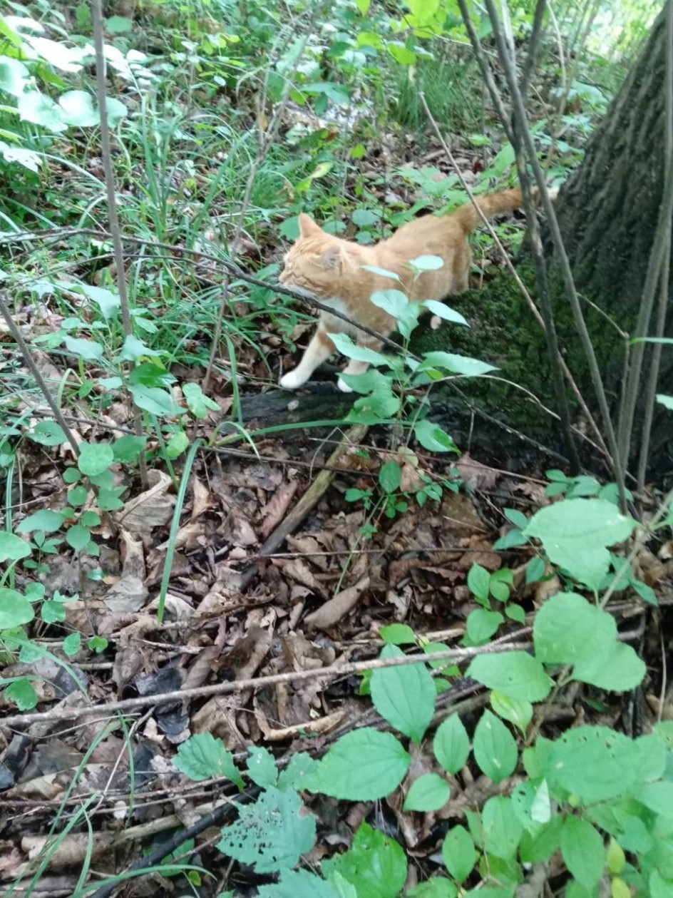 Лесная охота