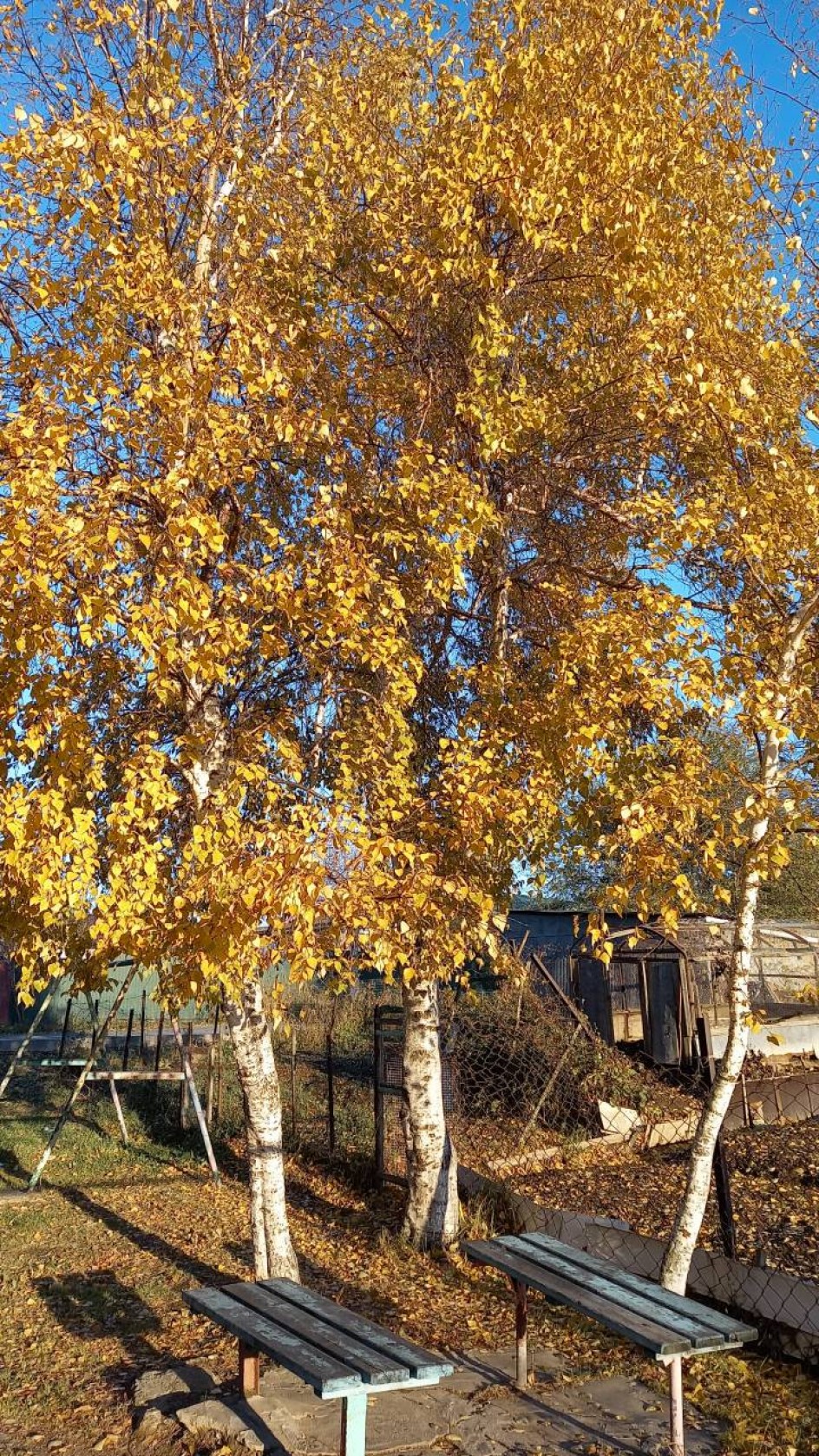 Осенние березки
