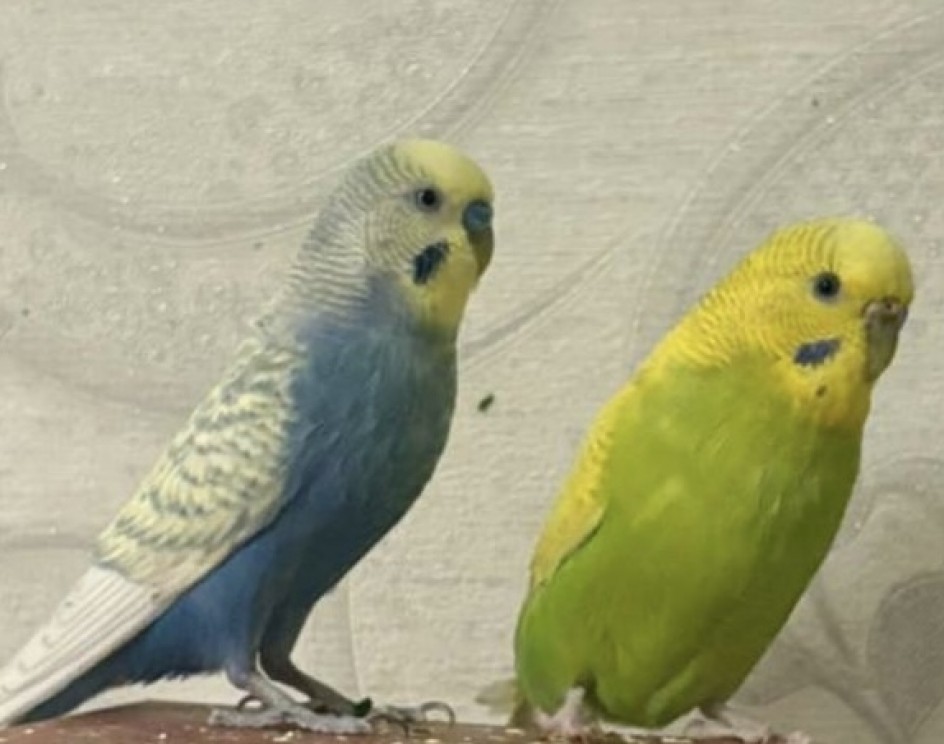 Волнистые друзья